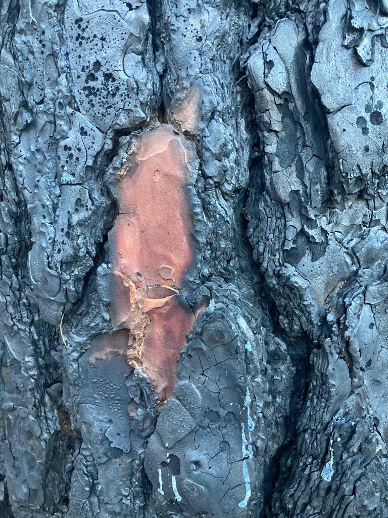 Psychotherapy Supervision with David Slattery