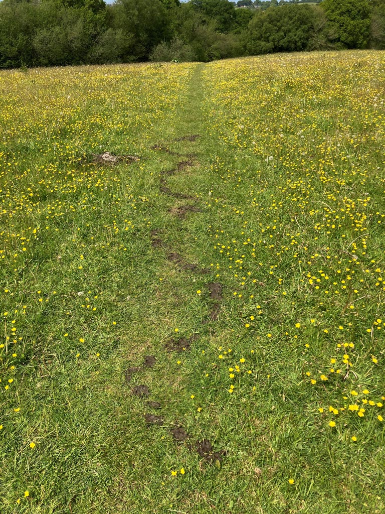 Relational Psychotherapy